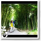 Le bois de bambou de la villa Rothschild